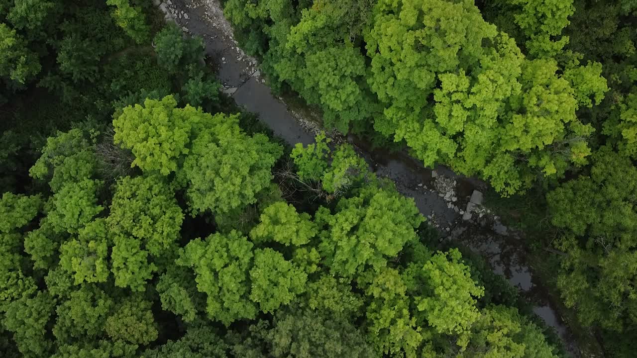 Green forest and dry stream in middle of nature