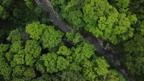 green forest and dry stream in middle of nature