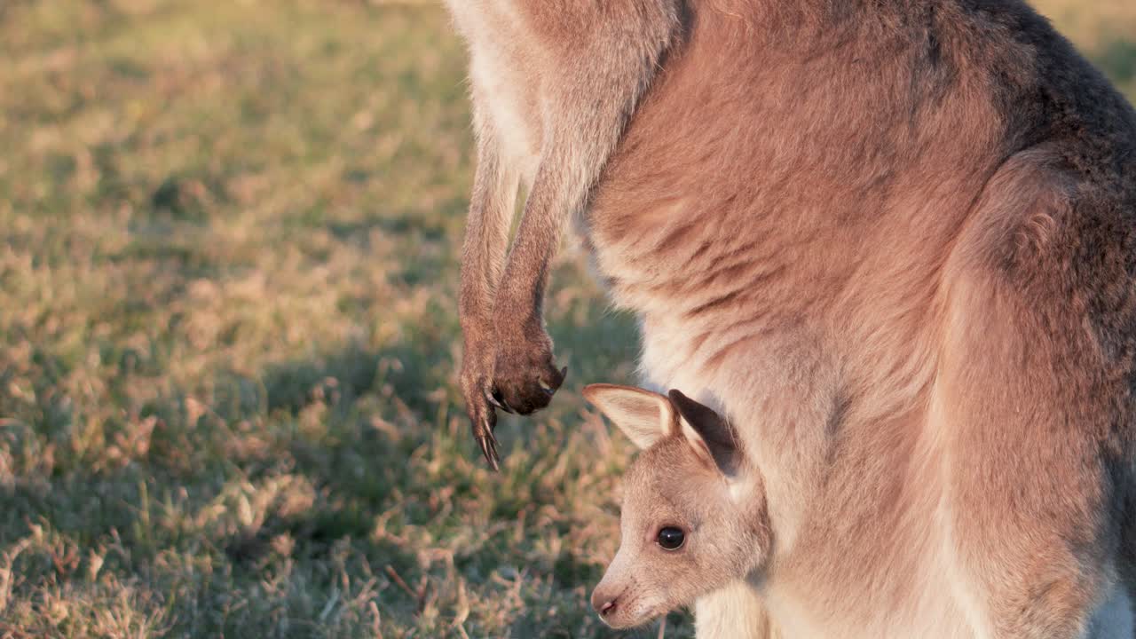 A kangaroo joey gradually emerges from its mother’s pouch in warm sunset light on a grassy field, with soft natural backlighting and gentle camera movement
