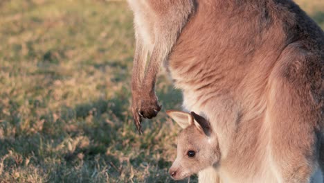 a kangaroo joey gradually emerges from its mother’s pouch in warm sunset light on a grassy field, with soft natural backlighting and gentle camera movement
