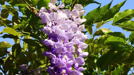 wisteria flowers with a blue sky backdrop