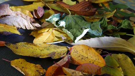 Fall-of-the-leaves