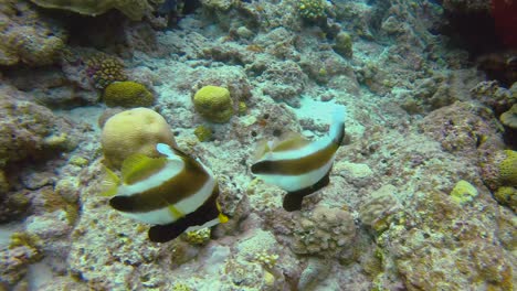 dos peces bandera jorobados nadando en el mar abierto sobre un arrecife de coral