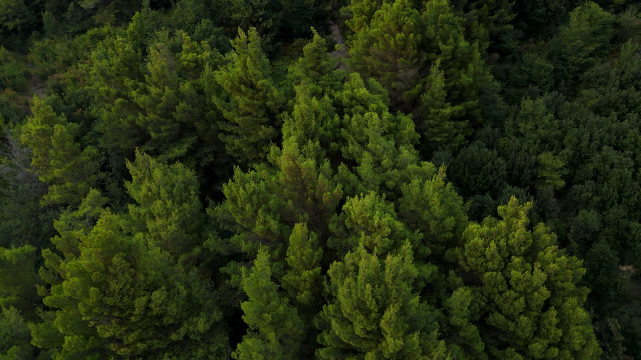 Lush green forest canopy captured from above in daylight