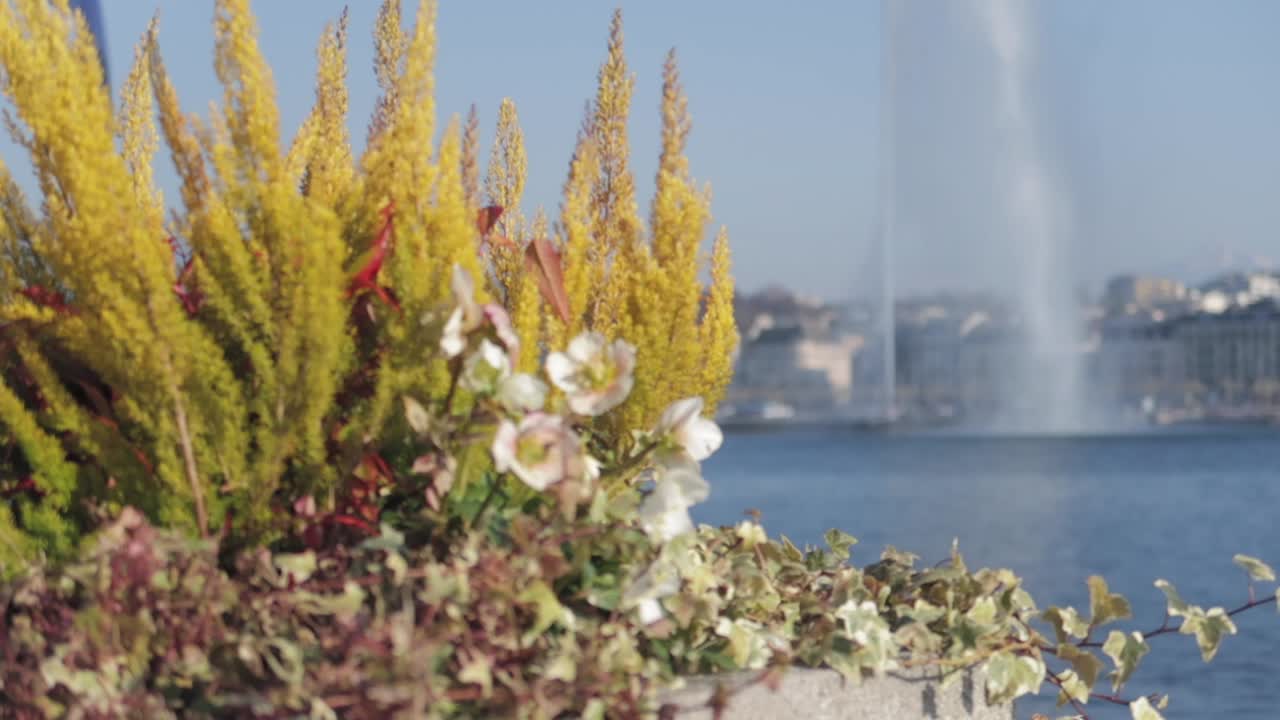 flores de la ciudad en maceta junto a las aguas del lago leman en ginebra con los colores brillantes de un día soleado de primavera y la famosa corriente de agua foutnain en el fondo, tiro de cardán con enfoque en rack