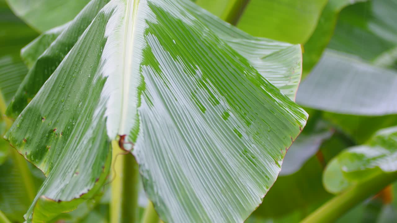 la naturaleza perenne de las hojas de plátano y el plátano verde después de la lluvia. imágenes en 4k