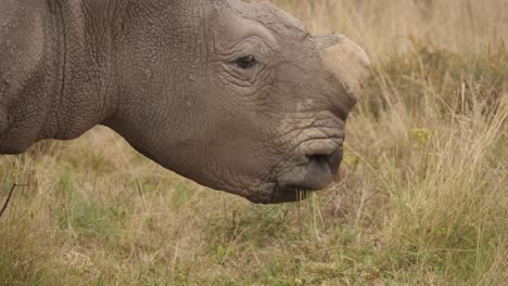 cinematic shot of a no horn rhino eating grass in the forest with white ergets walking alongside, close-up