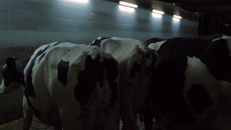 in turkey, middle east countries, cow care milking forage eating, farm life cow milk
