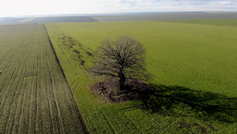 Un-Arbusto-Sin-Hojas-En-Una-Tierra-De-Cultivo-Con-Sombra-Durante-La-Mañana-Soleada