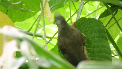 Primer-Plano-De-Lindo-Mousebird-Moteado-En-Hoja-Verde