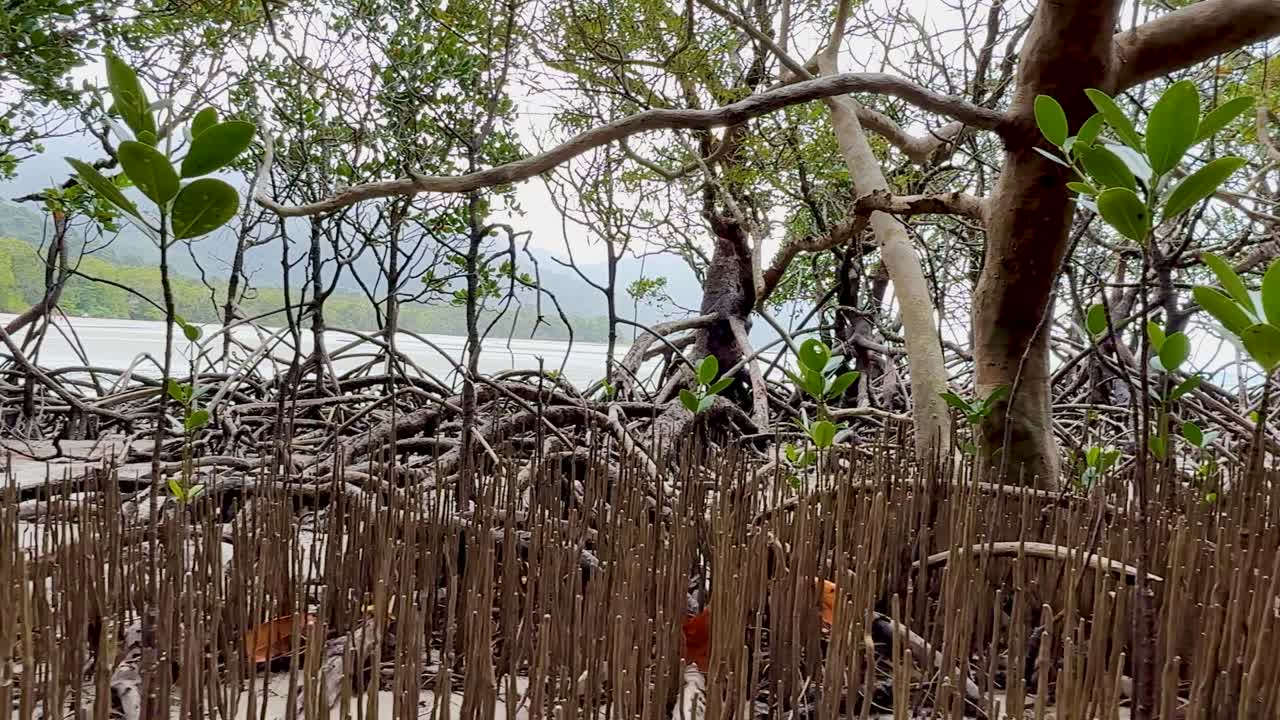 Camera slowly pans across mangrove roots, seedlings, and trees in bright, natural daylight