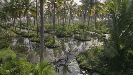 Kokosnussfelder-Reisfelder-In-Den-Backwaters-Von-Kerala-In-Indien-Mit-Einer-Hand-Und-Einem-Arm,-Die-In-Der-Nachmittagssonne-Auf-Etwas-Nach-Rechts-Zeigen