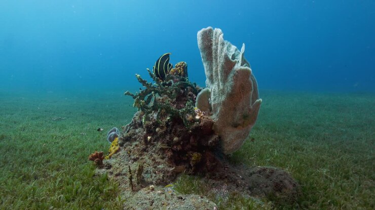 Un pesce angelo francese che nuota vicino alla barriera corallina durante una bella immersione
