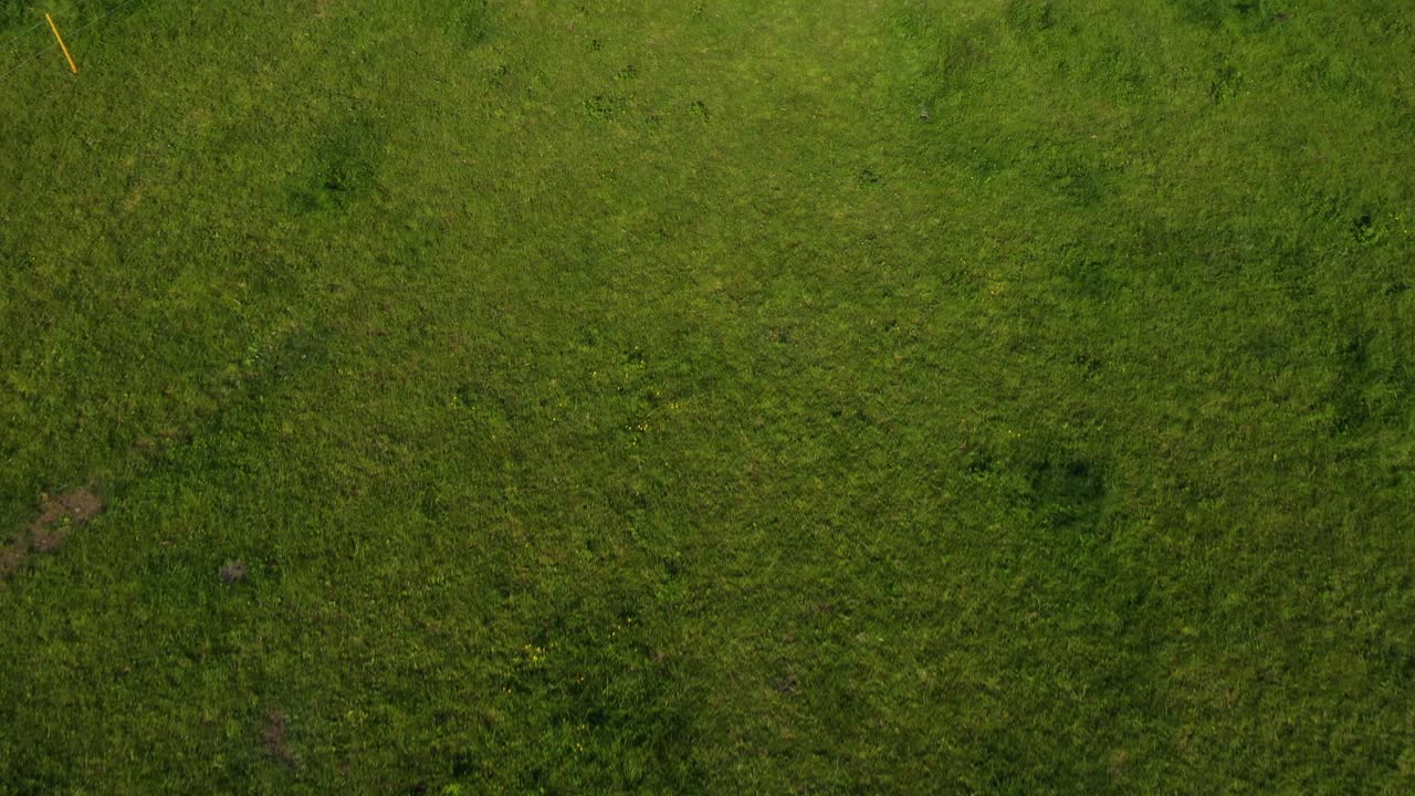 vuela con un dron sobre vacas y rebaños de ganado en un campo de hierba verde con un pueblo en el fondo en alemania