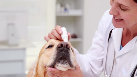 un veterinario examinando a un perro lindo.