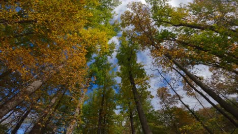 wide angle footage of a towering autumn forest, starting in the tree canopy and lowering down - 60fps