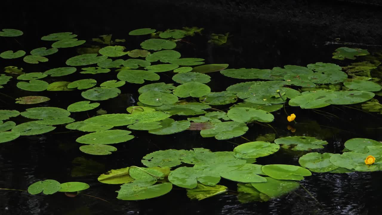 스웨덴 보로스의 비스칸 개울에서 회색 흐린 날에 꽃이 없는 많은 릴리 패드의 핸드헬드 와이드 샷