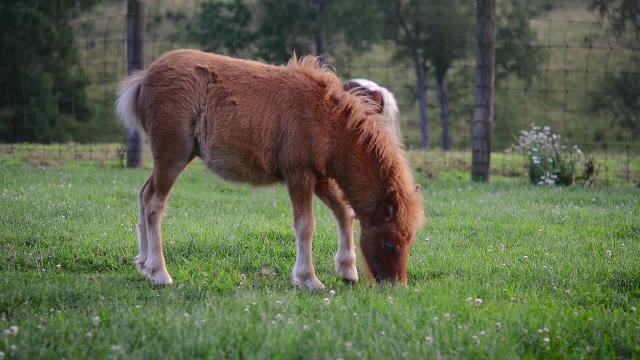 lindo caballo en miniatura falabella marrón comiendo hierba en el campo