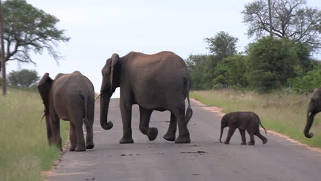 Elefanten-überqueren-Teerstraße-Mit-Elefantenbaby,-Krüger-Nationalpark