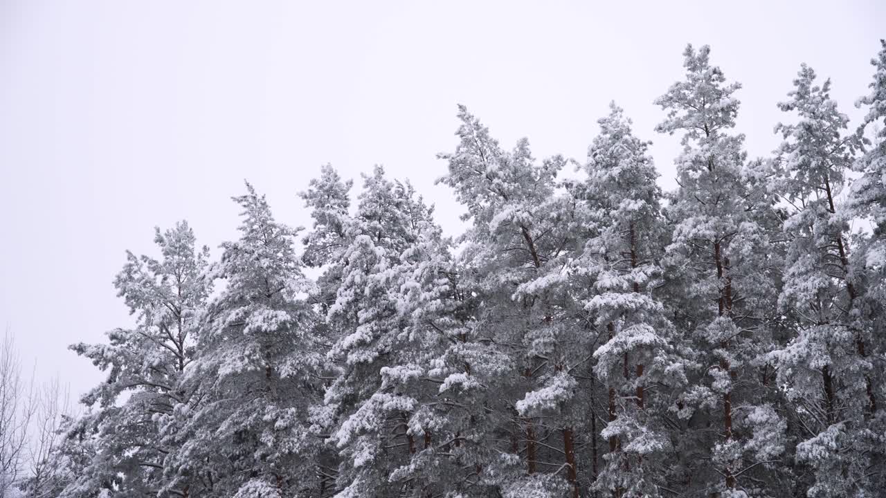 снимок зимнего пейзажа заснеженного соснового леса