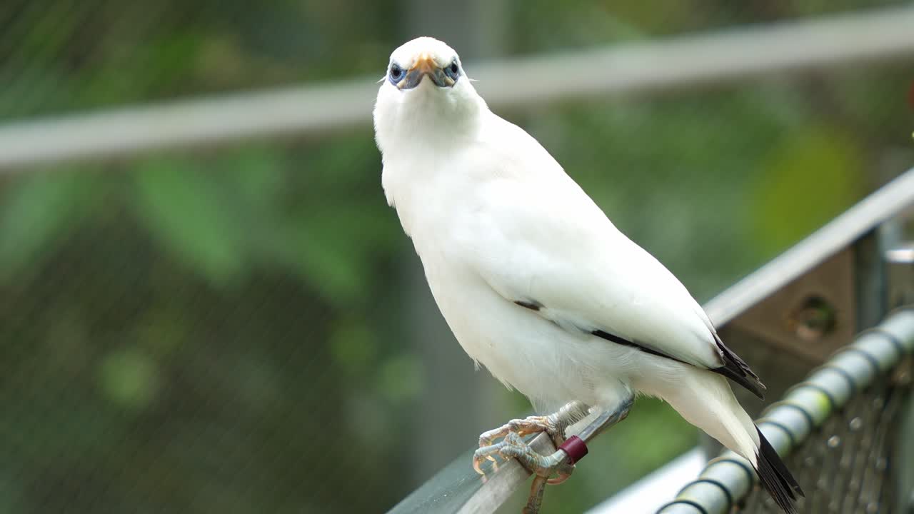 bali myna, leucopsar rothschildi, encaramado en una valla de metal, alertado por los alrededores, preguntándose por el entorno en el recinto del zoológico de vida silvestre, toma de cerca de especies de aves en peligro crítico de extinción
