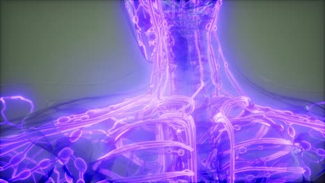 vasos sanguíneos del cuerpo humano