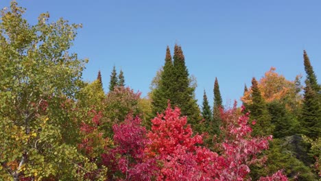 forest in fall foliage at la verendrye wildlife reserve in quebec, canada