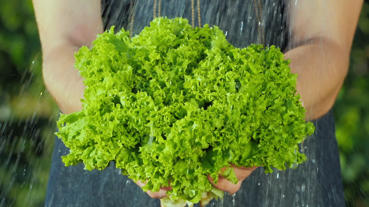 요리사는 흐르는 물에 상추 잎을 슬로우 모션으로 보유하고 있습니다.