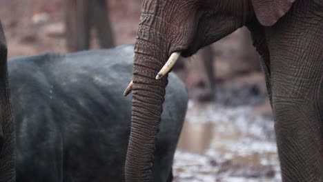 un enorme elefante de bosque africano comiendo la trompa.