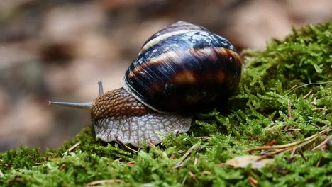 Helix-Lucorum--Caracol-Moviendo-La-Cabeza-Y-Los-Ojos-Lentamente-Sobre-Musgo-Verde