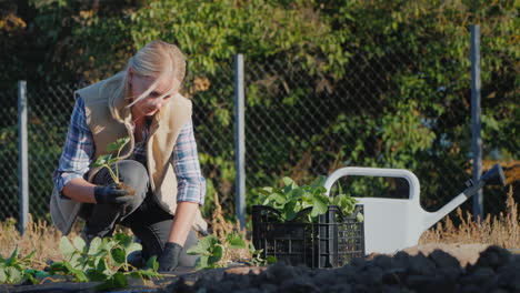 Hobbys-Und-Arbeit-Im-Freien---Frau-Pflanzt-Erdbeeren-Im-Garten