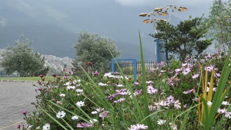 Weiße-Und-Rosa-Blumen-Blühen-In-Einem-Nebligen,-Nebligen-Garten-Mit-Regenschirmkunst,-Die-Sich-Im-Wind-Dreht,-Quito,-Ecuador