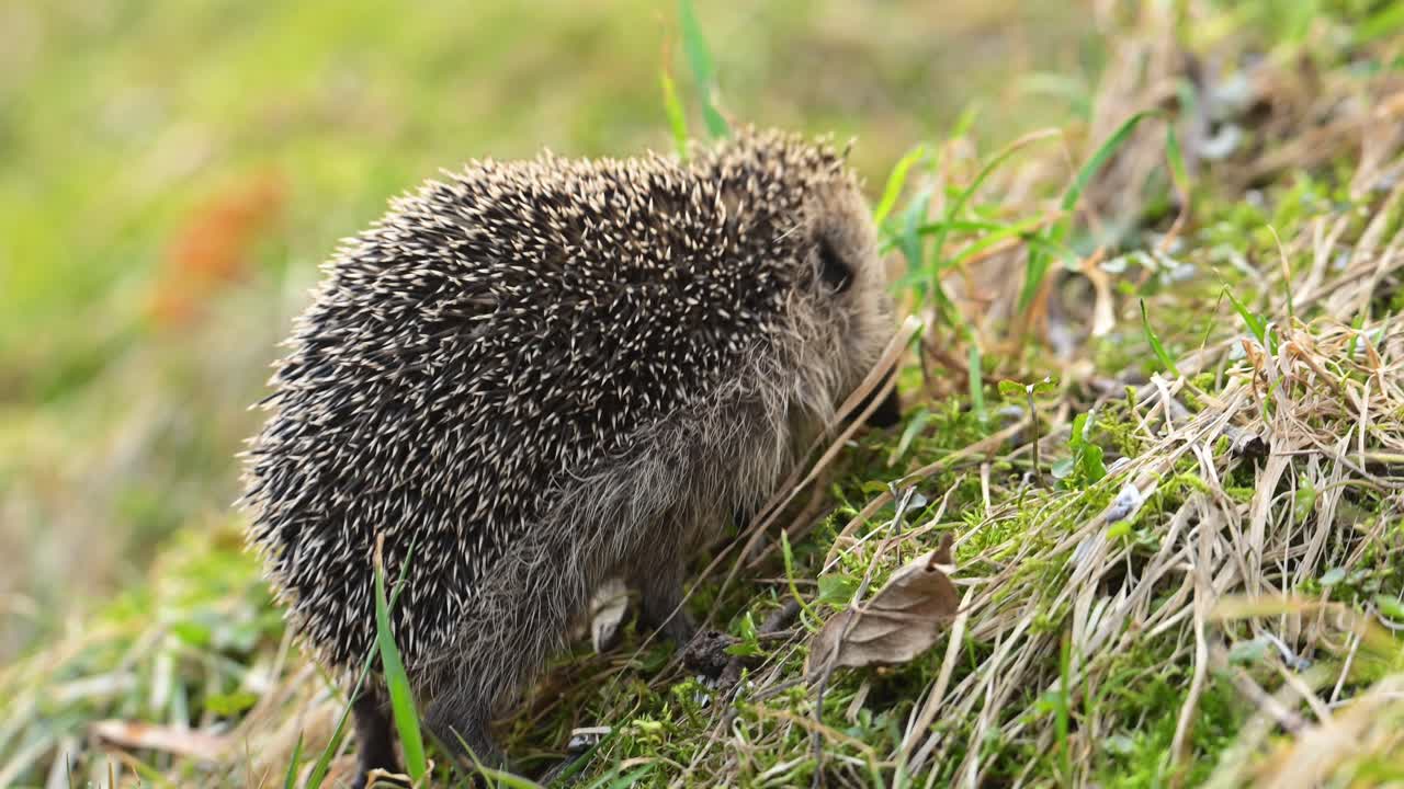 Europäischer Igel sucht auf einem grasbewachsenen Hang in Norwegen nach Nahrung mit schneller, zuckender Bewegung, Vorder- und Seitenansicht