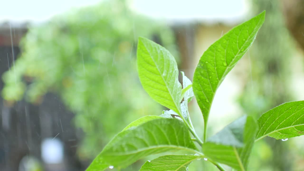 여름날 비가 내리는 동안 나무 잎에 대한 포브, 계절과 비오는 날에 대한 개념