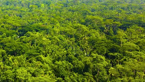 aerial rise over dense, lush green trees in the amazon rainforest in brazil