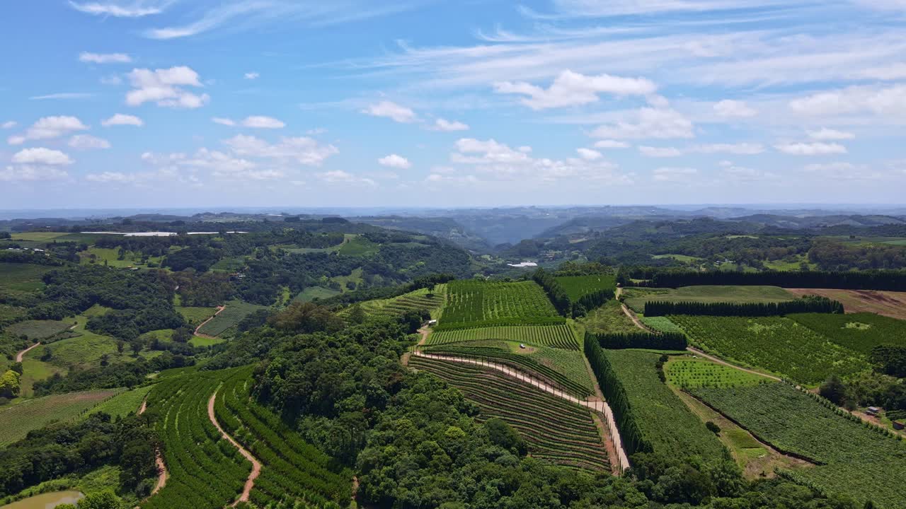 Veduta aerea di campi verdi con viti, alberi e piantagioni di frutta.