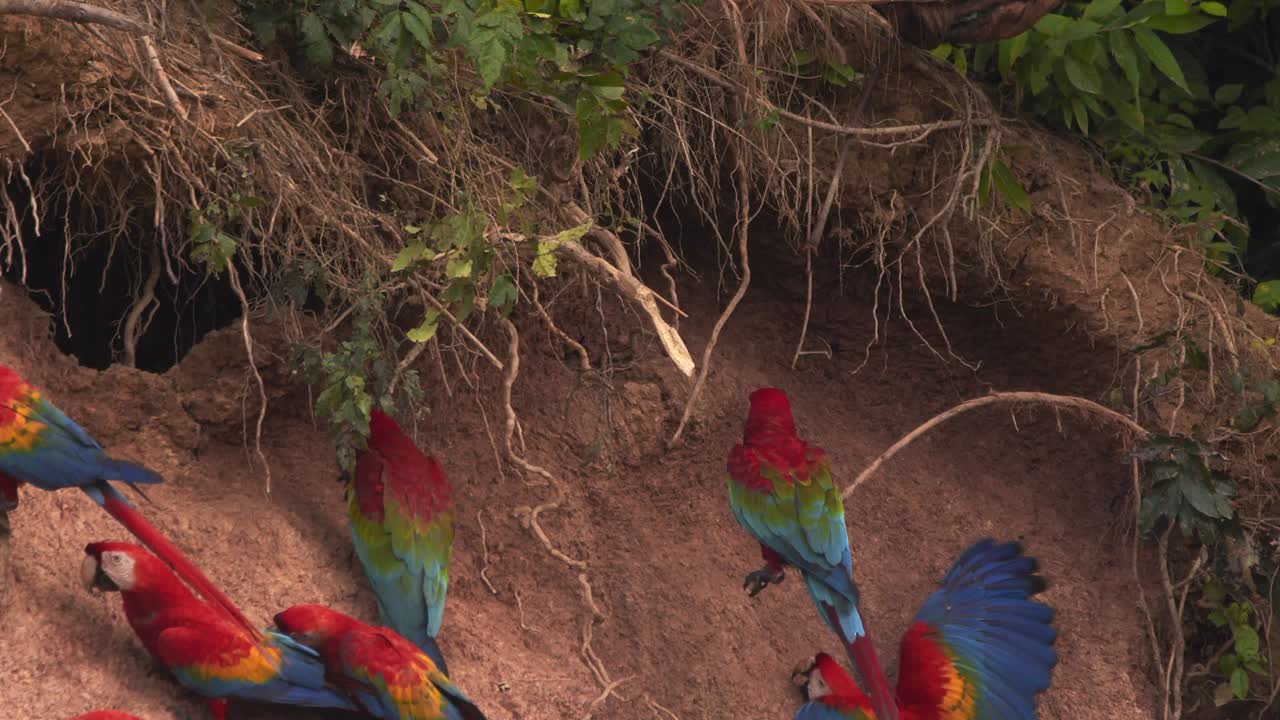 en chuncho lick de arcilla, grandes arañas escarlata con arañas rojo-verdes se posan y comen arcilla, esencial para neutralizar las toxinas.