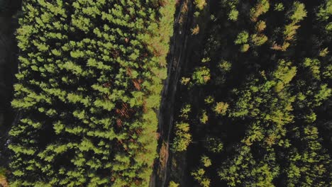 aerial view of a pine tree plantation