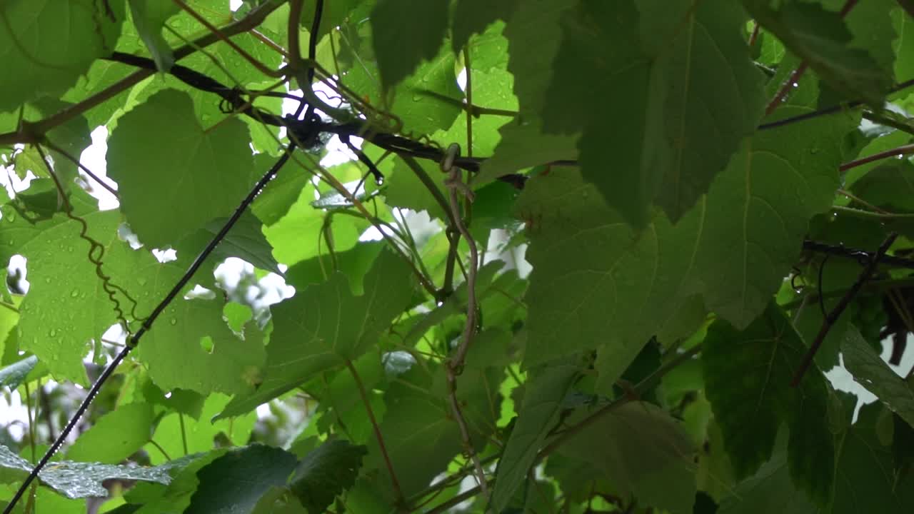 내 집에 있는 포도나무