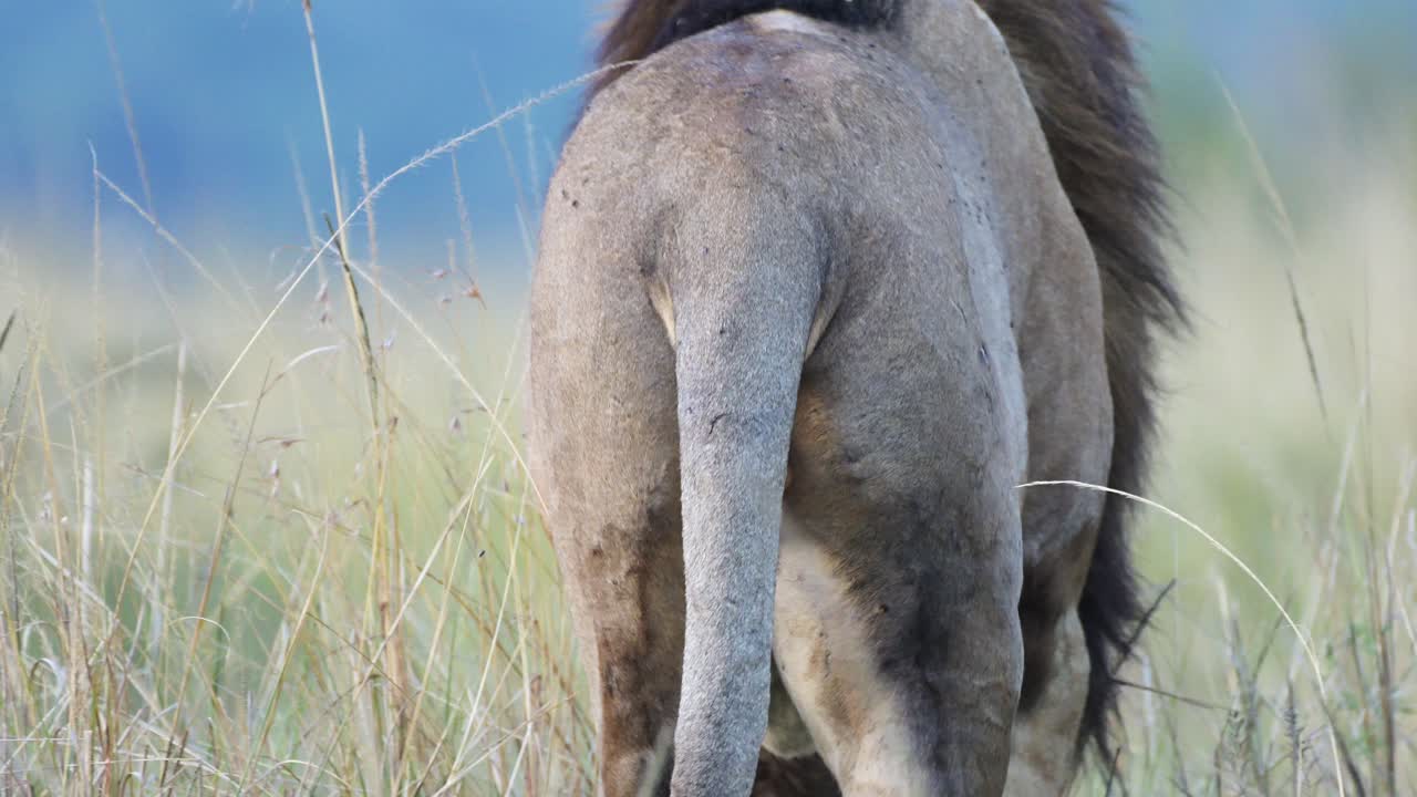 cola de león macho detalle de primer plano en la reserva nacional de maasai mara en kenia, áfrica, vida silvestre africana en safari en masai mara north conservancy, uno de los cinco grandes animales