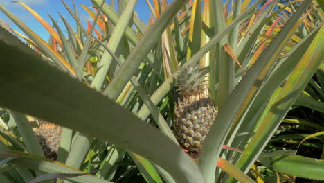 view of pineapple plants farm in summer season against blue sky mauritius island