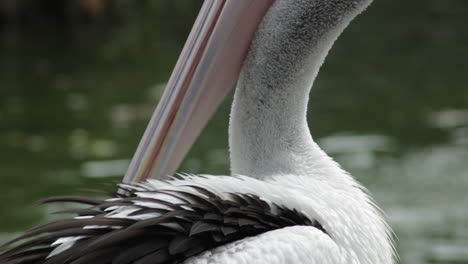 Cerca-De-Un-Pelícano-Australiano-Descansando-Y-Arreglando-Sus-Plumas-Junto-A-La-Orilla