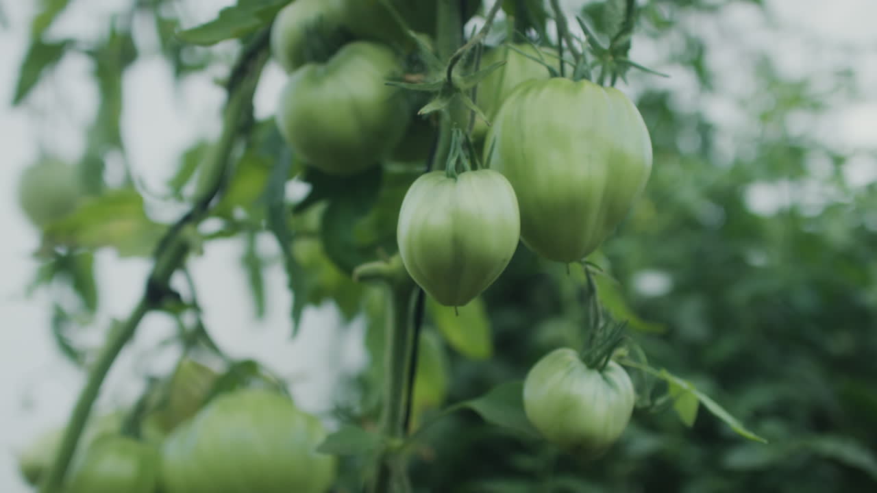 Unripe Green Tomatoes in Garden