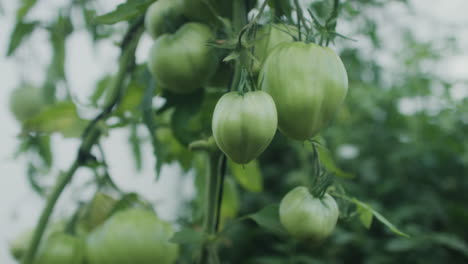 unripe green tomatoes in garden