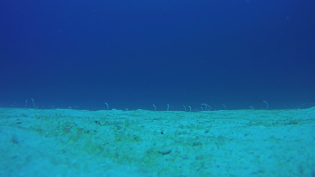 정원 장어가 나왔다가 다시 모래 속으로 돌아가는 모습