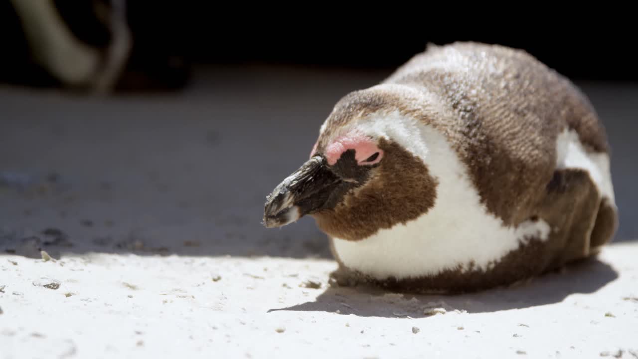 joven pájaro pingüino en la playa 4k