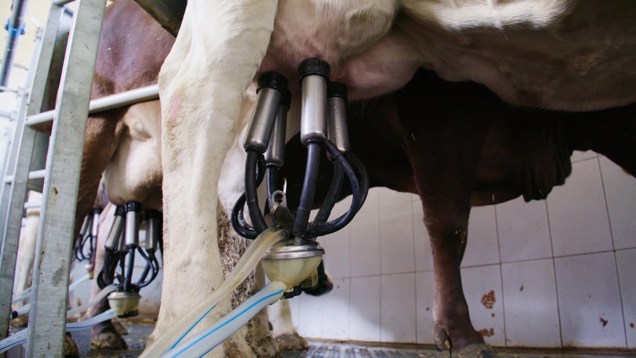 Lavvinkelbillede af en automatisk malkemaskine, der malker frisk mælk fra en ko på et moderne mælkebrug