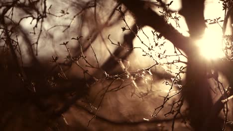 captivating brown nature background with the sun shinning through the branches in the woods, no people