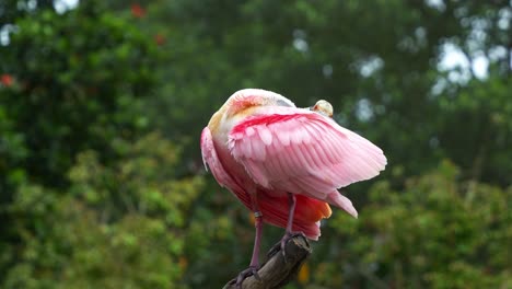 Exotische-Watvogelart,-Ein-Rosalöffler,-Platalea-Ajaja-Mit-Auffallend-Rosafarbenem-Gefieder,-Thront-Oben,-Putzt-Und-Pflegt-Sein-Gefieder,-Nahaufnahme