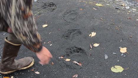 Fresh-grizzly-bear-brown-bear-kodiak-bear-tracks-with-a-human-hand-as-reference-in-the-wilderness-of-Kodiak-Island-Alaska